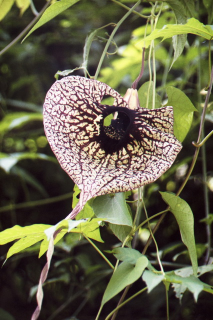Large flower, Carara