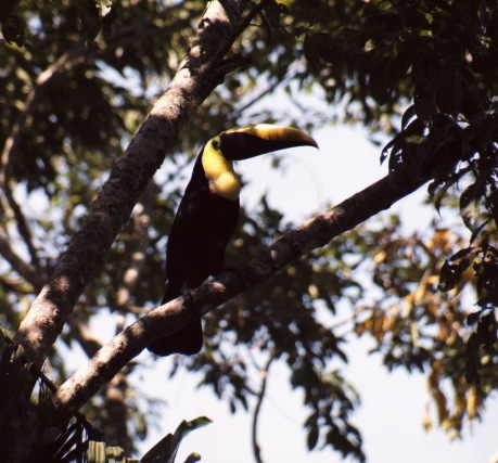 Chestnut Mandilbled Toucan, Villa Caletas