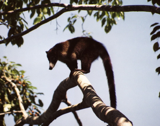 Coati, Villa Caletas