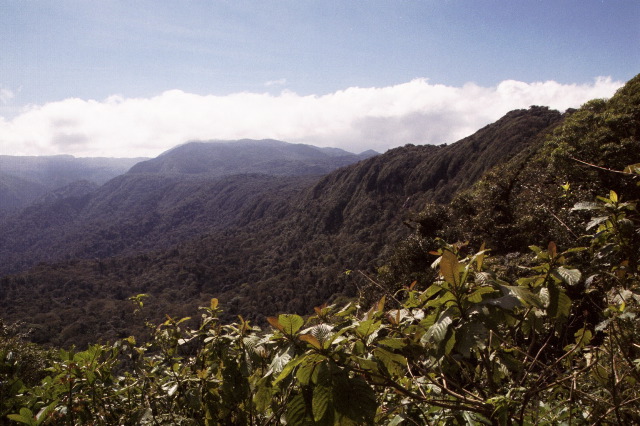 Monteverde Cloud Forest