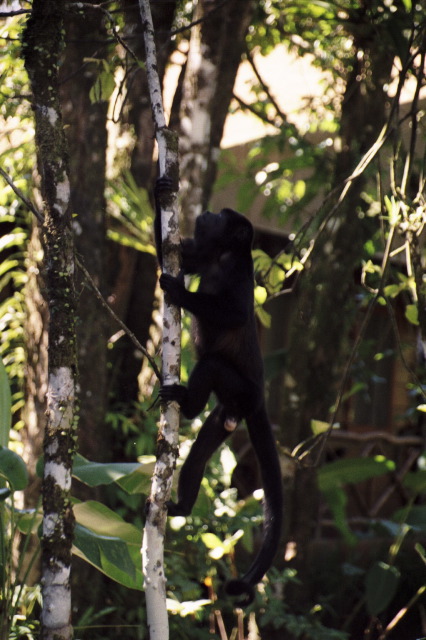 Howler Monkey, Tortuguero