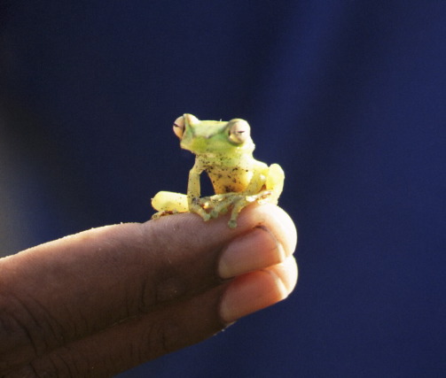 Immature red-eyed tree frog, Tortuguero