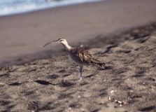 Wimbrel, Tortuguero