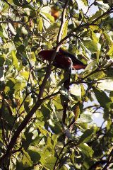 Scarlet Macaw, Carara