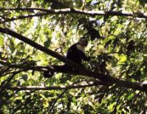 White-faced Capuchin Monkey, Carara