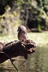 Great Potoo, Tortuguero
