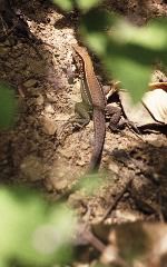 Lizard, Carara