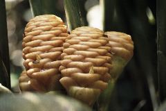 Palm, Villa Caletas