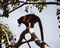 Coati, Villa Caletas