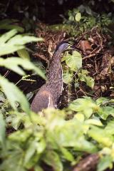 Bare-throated Tiger-Heron, Tortuguero