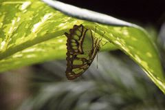 Butterfly sheltering from rain, Tortuguero