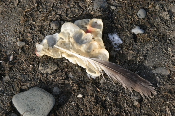 IMG_8175.JPG