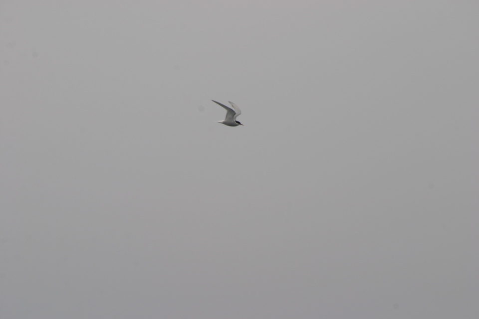IMG_8284.JPG