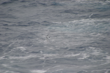 IMG_9235.JPG