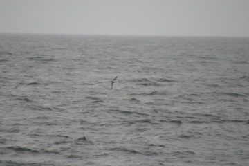 IMG_9329.JPG