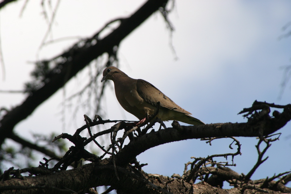 IMG_7552.JPG