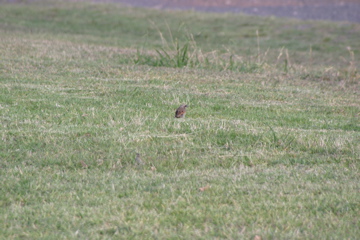 IMG_7611.JPG