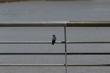 IMG_7650.JPG
