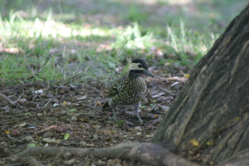 IMG_7652.JPG