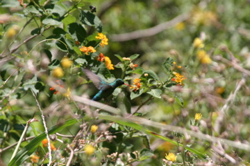 IMG_7666.JPG