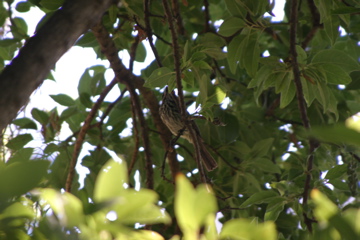 IMG_7677.JPG