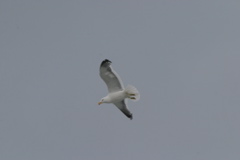 IMG_8433.JPG