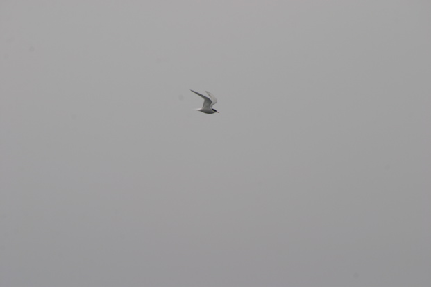 IMG_8284.JPG