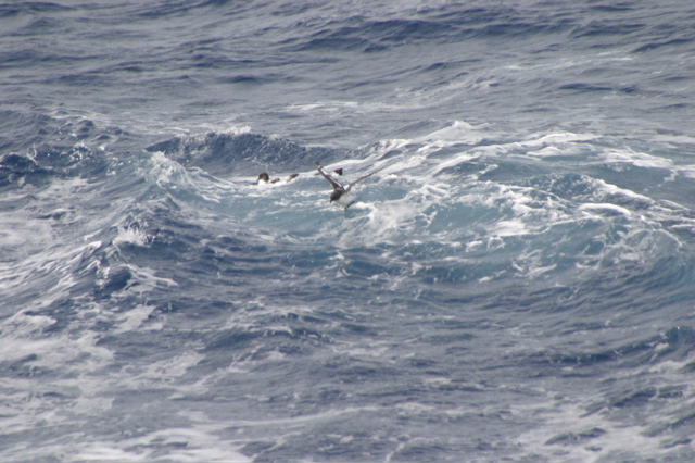 IMG_9215.JPG