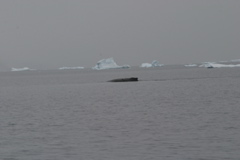 IMG_8568.JPG