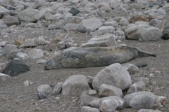 IMG_8515.JPG
