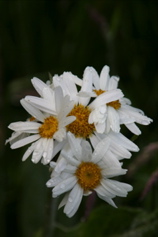 IMG_7846.JPG
