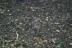 IMG_7848.JPG