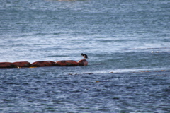 IMG_9347.JPG