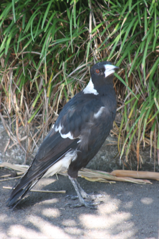 IMG_1243.JPG