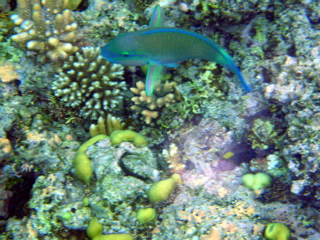 P1250590
