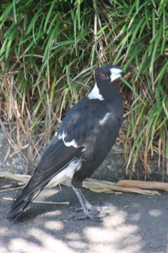 IMG_1243.JPG
