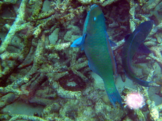P1250641