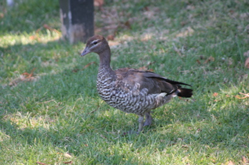 IMG_1267.JPG