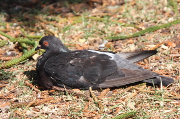 IMG_1288.JPG