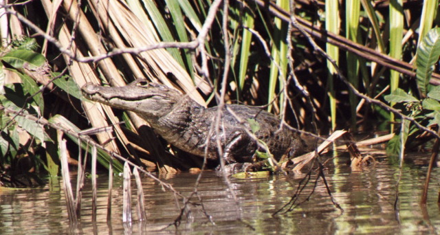 Caiman, Tortuguero