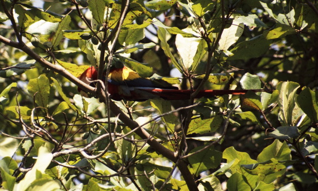 Scarlett Macaw, Carara
