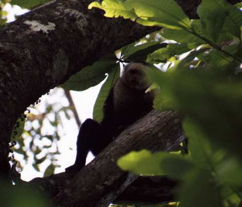 White-faced Capuchin Monkey, Carara