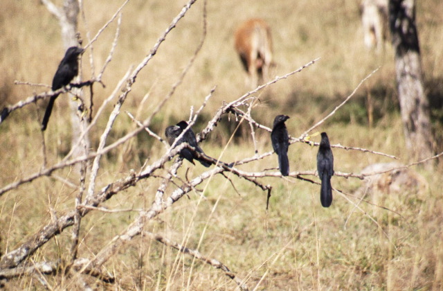 Smooth BIlled Anis, Santa Elena