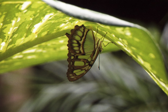 Butterfly sheltering from rain, Tortuguero