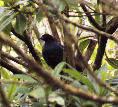 Black Guan, Selvatura