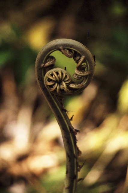 Large Fiddlehead, Selvatura
