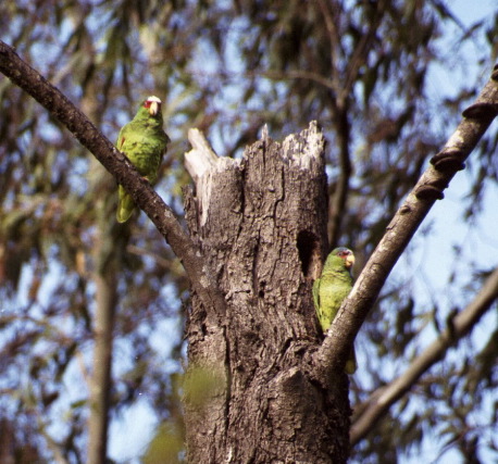 White-fronted parrots outside nest hole, Santa Elena