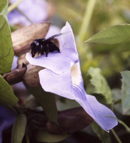 Big Black Bee on Flower, Between Monteverde and Arenal
