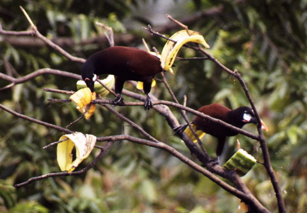 Montezuma Oropendolas, Arenal