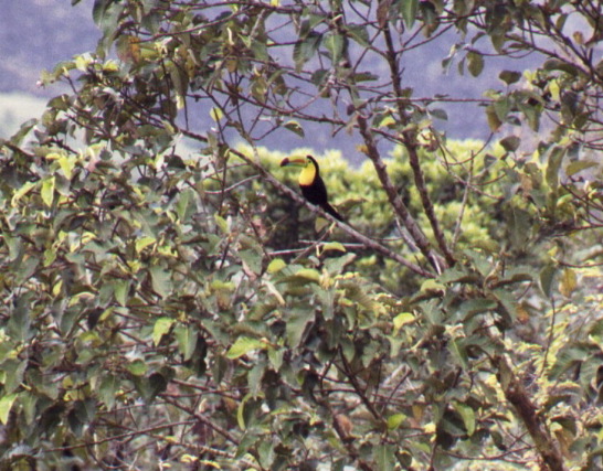 Keel-billed Toucan, Arenal